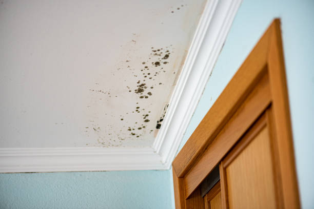 Best HVAC Mold Remediation in West Monroe, MI