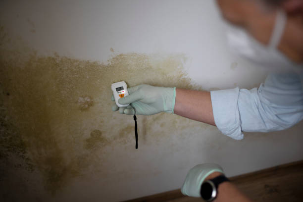 Best Insurance-Related Mold Remediation in West Monroe, MI