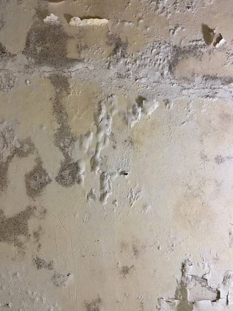 Best Residential Mold Remediation in West Monroe, MI