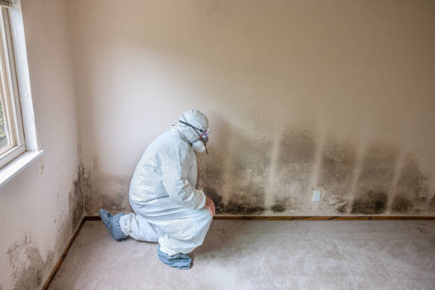 Best Post-Flood Mold Remediation in West Monroe, MI