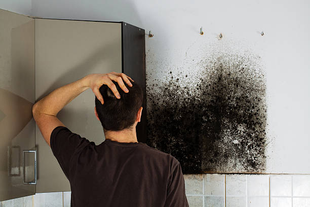 Best Localized Mold Remediation (e.g., coastal areas, humid climates) in West Monroe, MI