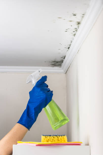 Best Kitchen Mold Remediation in West Monroe, MI